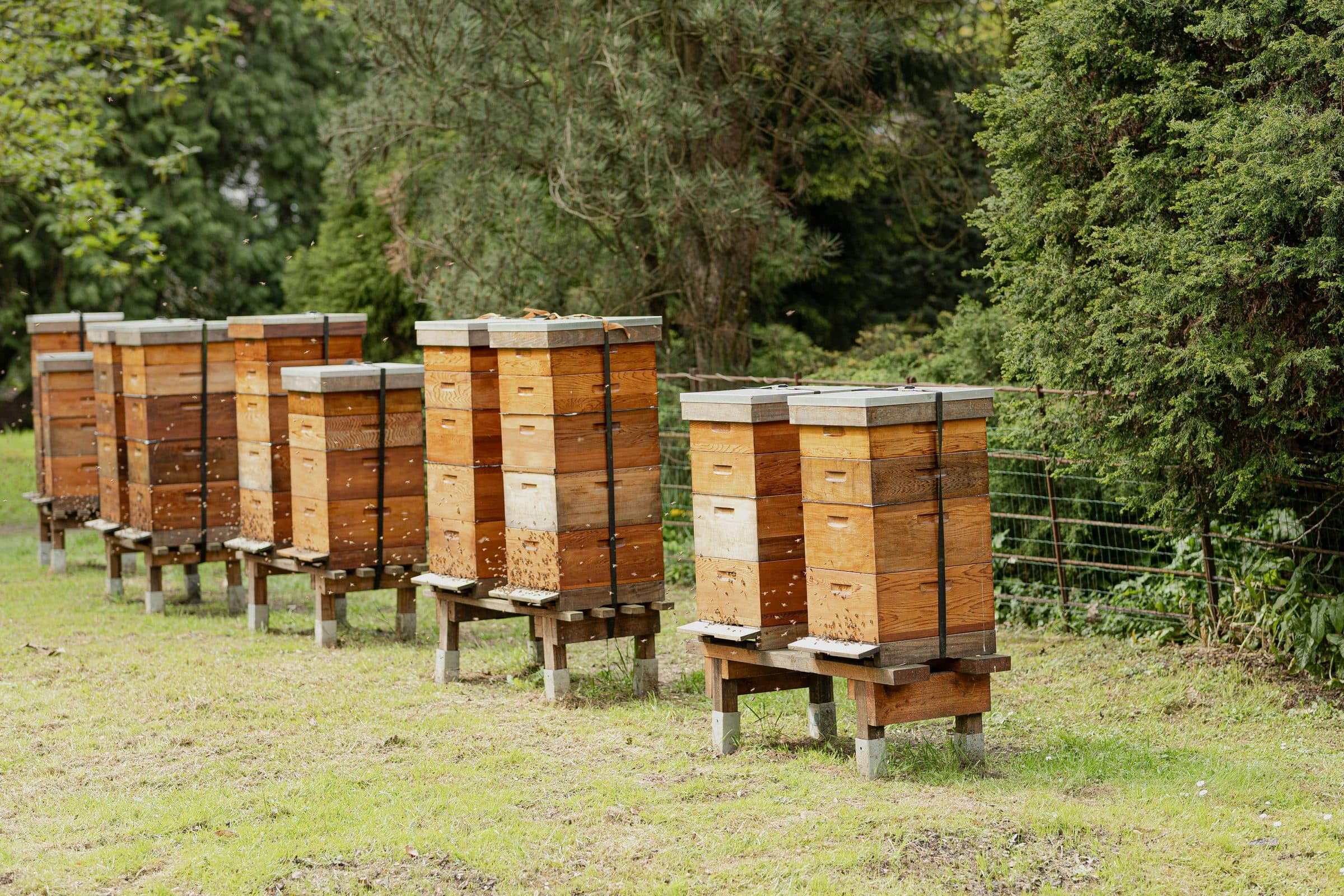 Beehives standing in a field